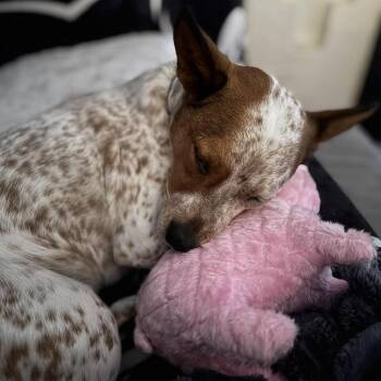 Chunk Norris -  Australian Cattle Dog Blue Heeler Dog for Adoption in Hillsborough, North Carolina - Chunk Norris | PetCurious