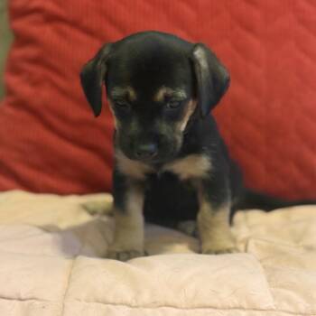 Sweet Beth Dutton -  Mixed Breed and Dachshund Dog for Adoption in South Riding, Virginia - Sweet Beth Dutton | PetCurious