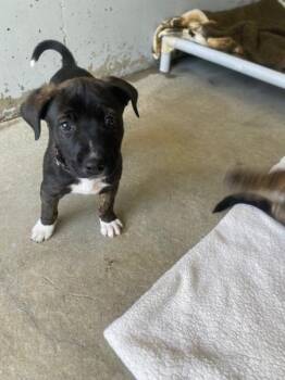 Bullmastiff and German Shepherd Dog Dogs Available for Adoption in Port Alberni, British Columbia - Ducky | PetCurious