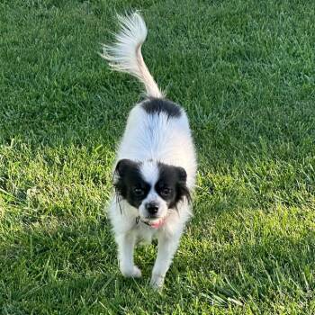Katydid -  Chihuahua and Pomeranian Dog for Adoption - Katydid | PetCurious