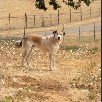 Johnny -  Great Pyrenees and German Shepherd Dog Dog for Adoption in Portland, Oregon - Johnny | PetCurious