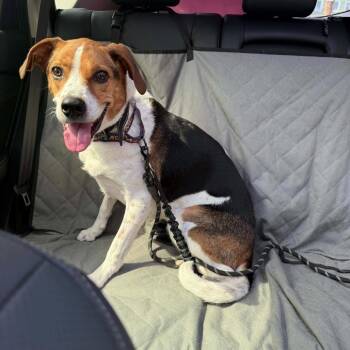 Monty -  American Staffordshire Terrier and Mixed Breed Dog for Adoption in New York, New York - Monty | PetCurious