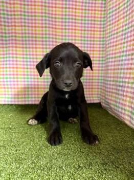 Poodle Dogs Available for Adoption in Hopkinsville, Kentucky - Amelia | PetCurious