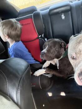 American Bulldog Dogs Available for Adoption in Milton, Florida - Lady | PetCurious