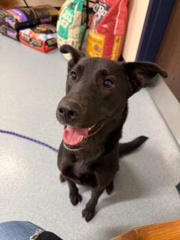 Labrador Retriever Dogs Available for Adoption in Portland, Indiana - Raven | PetCurious