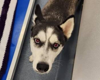 MAZE -  Siberian Husky Dog for Adoption in St. Louis, Missouri - MAZE | PetCurious