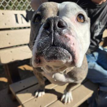 Queen -  American Bulldog Dog for Adoption in Galveston, Texas - Queen | PetCurious