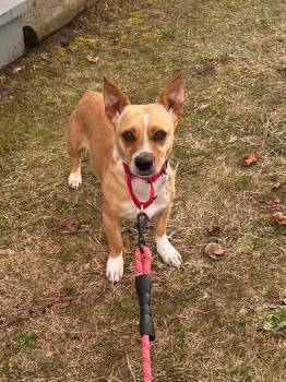 Basenji and Rat Terrier Dogs Available for Adoption - Goldie  | PetCurious