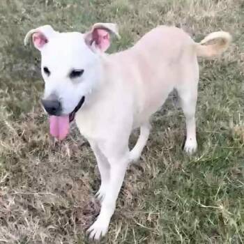 Yellow Labrador Retriever and Pit Bull Terrier Dogs Available for Adoption - Lucky | PetCurious