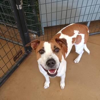 Cattle Dog and Pit Bull Terrier Dogs Available for Adoption in Grand Junction, Colorado - Cedar/Jangle | PetCurious