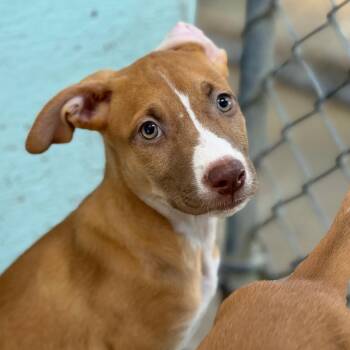Sophie -  Pit Bull Terrier and Mixed Breed Dog for Adoption in Tulsa, Oklahoma - Sophie | PetCurious