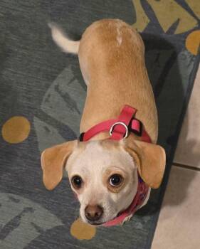 Chihuahua and Dachshund Dogs Available for Adoption - Raymona | PetCurious