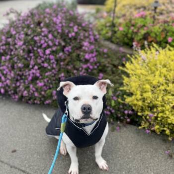 American Staffordshire Terrier Dogs Available for Adoption - Snowflake | PetCurious