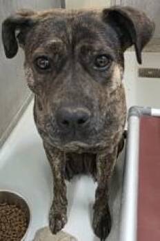 Boxer and Pit Bull Terrier Dogs Available for Adoption in Edgewood, New Mexico - Shay  | PetCurious