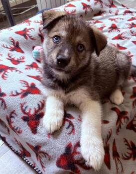 Sloane -  Husky and Shepherd Dog for Adoption in Plainfield, Illinois - Sloane | PetCurious