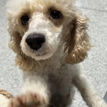Trixie 10 lbs -  Miniature Poodle Dog for Adoption in Antwerp, Ohio - Trixie 10 Lbs | PetCurious