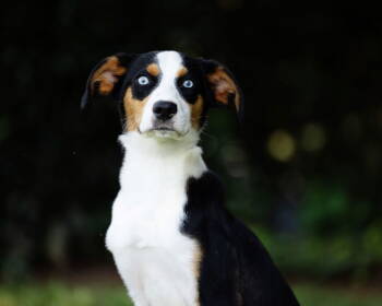 Rescue Husky and Beagle Dogs for Adoption in Decatur, Georgia - Dodger | PetCurious