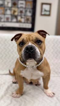 Coco (Belle)  (Foster) -  American Bulldog Dog for Adoption in Muskegon, Michigan - Coco (Belle)  (Foster) | PetCurious