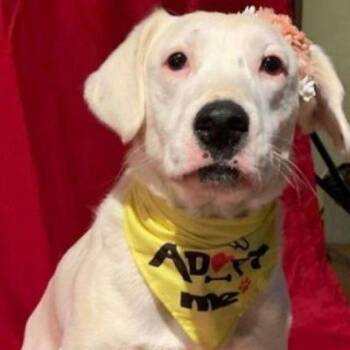 Rescue Dalmatian and Australian Cattle Dog Blue Heeler Dogs for Adoption in Wadena, Minnesota - Callie | PetCurious