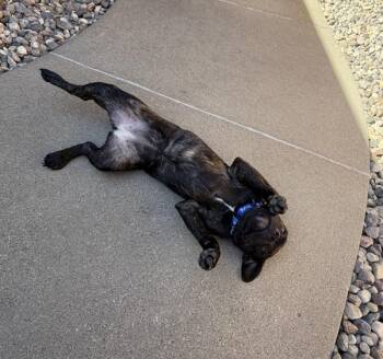 Toto -  Cane Corso and Pit Bull Terrier Dog for Adoption in Sioux City, Iowa - Toto | PetCurious