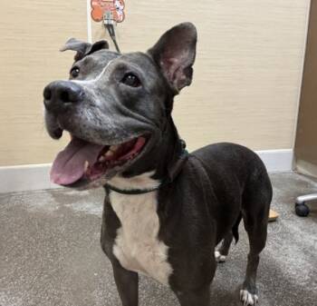 Rescue Pit Bull Terrier and Mixed Breed Dogs for Adoption in Honolulu, Hawaii - Ali`i Kai | PetCurious