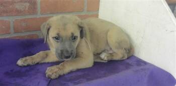 A2082394 -  Staffordshire Bull Terrier and Mixed Breed Dog for Adoption in Houston, Texas - A2082394 | PetCurious