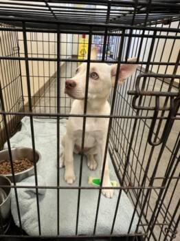 German Shepherd Dog and Mixed Breed Dogs Available for Adoption in Texas City, Texas - SAHARA | PetCurious