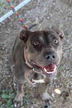 Pit Bull Terrier Dogs Available for Adoption in Ocean Township, New Jersey - Crystal - A True Gem! | PetCurious