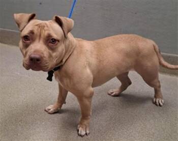 Pit Bull Terrier Dogs Available for Adoption in Las Vegas, Nevada - CHELSEA | PetCurious