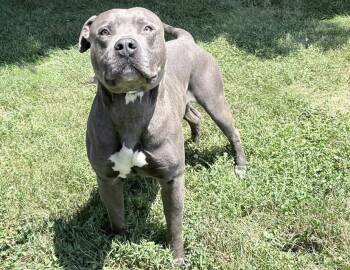 Ares -  American Bulldog Dog for Adoption in Columbus, Indiana - Ares | PetCurious