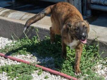 Maple -  German Shepherd Dog Dog for Adoption in Mayetta, Kansas - Maple | PetCurious