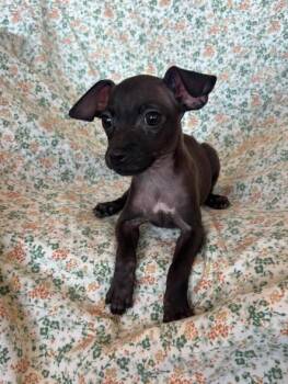 Monster Inc clan 3 -  Chihuahua and Pit Bull Terrier Dog for Adoption in San Tan Valley, Arizona - Monster Inc Clan 3 | PetCurious