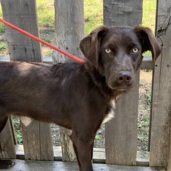 Hazel -  Australian Shepherd Dog for Adoption in Pulaski, Tennessee - Hazel | PetCurious