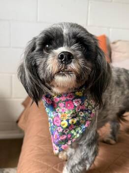 Penny -  Shih Tzu Dog Available for Adoption in San Leon, Texas - Penny | PetCurious