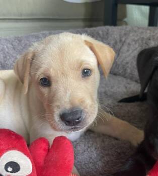 Bowie Rocknroll -  Labrador Retriever and Husky Dog for Adoption in Andover, Massachusetts - Bowie Rocknroll | PetCurious