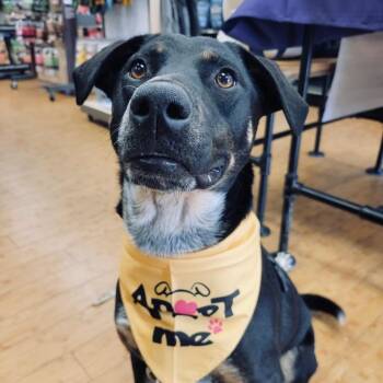 Australian Cattle Dog Blue Heeler and Labrador Retriever Dogs Available for Adoption - Triesen | PetCurious