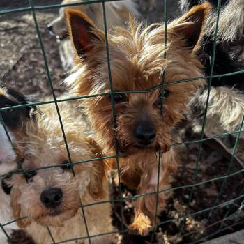 Yorkshire Terrier Dogs Available for Adoption - Cracker Jack | PetCurious