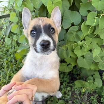 Doc -  Australian Cattle Dog Blue Heeler and German Shepherd Dog Dog for Adoption in Harlingen, Texas - Doc | PetCurious