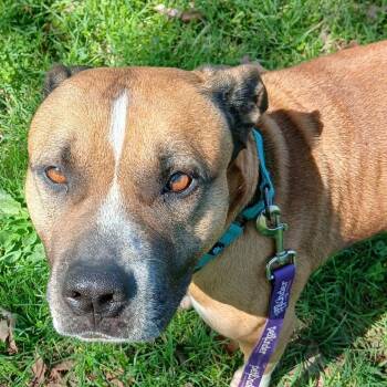 Nala II -  Terrier and Cane Corso Dog for Adoption in Mount Pleasant, Texas - Nala II | PetCurious