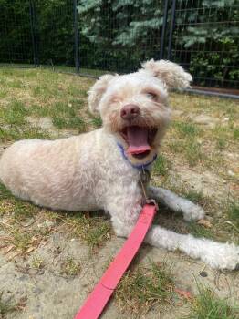 Jesse -  Poodle and Mixed Breed Dog for Adoption in Fall River, Massachusetts - Jesse | PetCurious