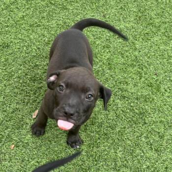 Sky pup 4295 -  Mixed Breed Dog for Adoption in Loxahatchee Groves, Florida - Sky Pup 4295 | PetCurious