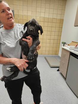 Cane Corso and Black Labrador Retriever Dogs Available for Adoption in Greenfield, Indiana - Tux | PetCurious