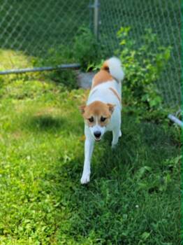 Shiva -  Shiba Inu Dog for Adoption in Chambersburg, Pennsylvania - Shiva | PetCurious
