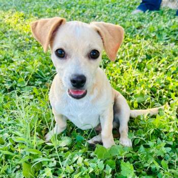 Guido 26-07-137 -  Chihuahua and Mixed Breed Dog for Adoption in Bastrop, Texas - Guido 26-07-137 | PetCurious