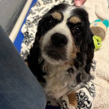 Gwennie D26-135 -  Cocker Spaniel Dog for Adoption in Lebanon, Tennessee - Gwennie D26-135 | PetCurious
