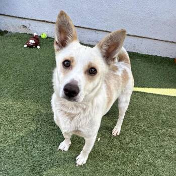 Leopard -  Chihuahua and Mixed Breed Dog for Adoption in Hawthorne, California - Leopard | PetCurious