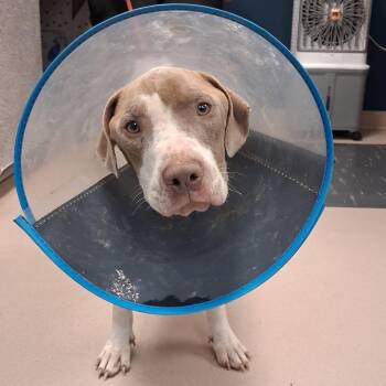 Corn Dawg -  Mixed Breed Dog for Adoption in Newark, New Jersey - Corn Dawg | PetCurious