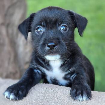Rescue Wirehaired Terrier Dogs for Adoption in San Diego, California - Catalina Pup - Isle | PetCurious