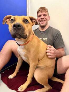 Tato -  Terrier Dog for Adoption in New Kensington, Pennsylvania - Tato | PetCurious