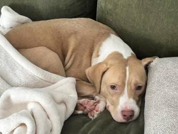 Senna -  American Staffordshire Terrier Dog for Adoption in Wantagh, New York - Senna | PetCurious